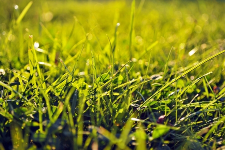 grass and sunset