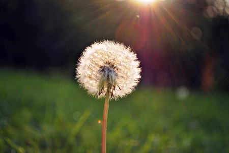 Dandelions at dawn with the rays of the sunの写真素材