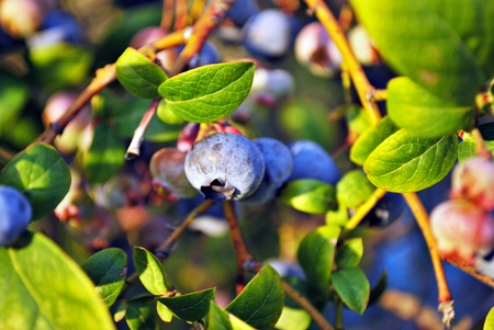 Ripe blueberries on the bushの写真素材