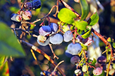 Ripe blueberries on the bushの写真素材