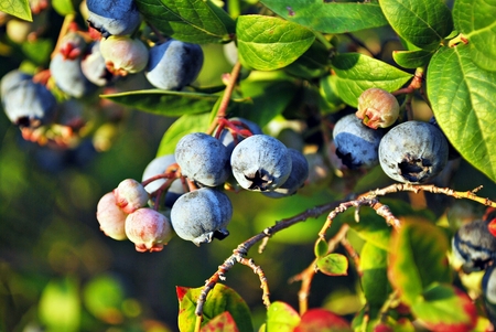 Ripe blueberries on the bushの写真素材
