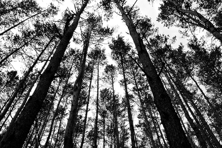 coniferous forestの写真素材