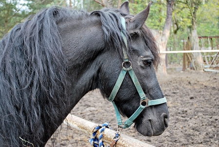 Horse on nature. Portrait of a horse,の写真素材