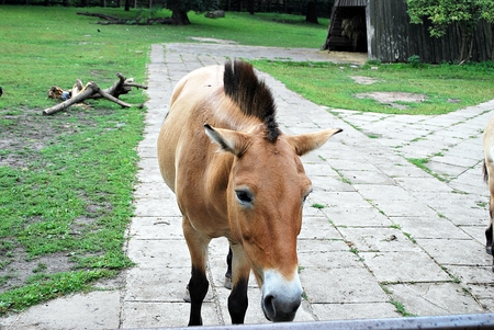 Horse on nature. Portrait of a horse, brown horseの写真素材