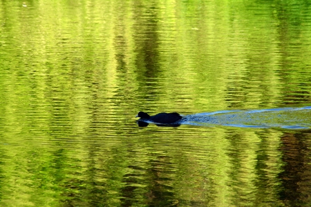 Lake in the parkの写真素材