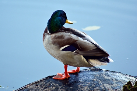 Wild duck female at the bank of the lakeの写真素材