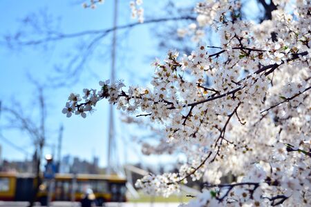 Spring flowers with blue backgroundの写真素材
