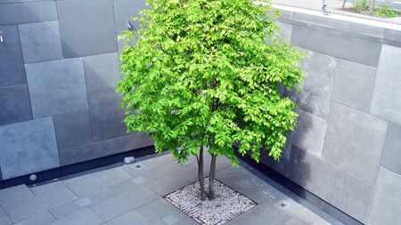 Eco building with vegetation adorning the walls and floor and external facadesの写真素材
