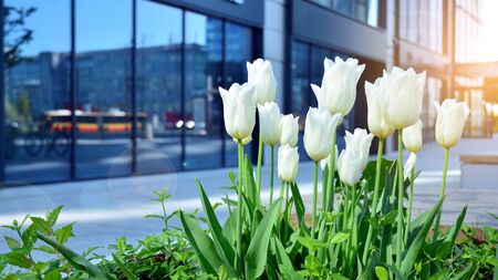 White tulips with modern geometric glass building in the backgroundの写真素材