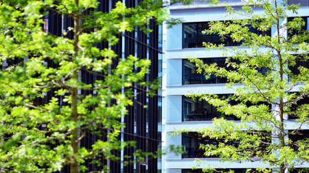 Eco architecture. Green tree and glass office building. The harmony of nature and modernity.の写真素材