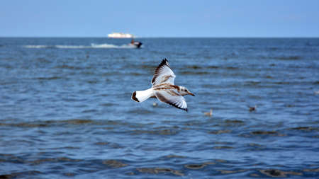 Seagull flying above the sea on a blue background