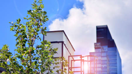 Eco architecture. Green tree and glass office building. The harmony of nature and modernity. Reflection of modern commercial building on glass with sunlight.の写真素材