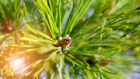 Close up branch with sunlightの写真素材
