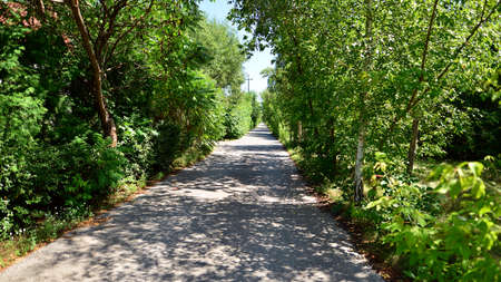 Street with green bushes and trees. Long narrow road through the private residential area.