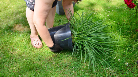 Summer gardening works. Garden tools and plants , close up view.の写真素材