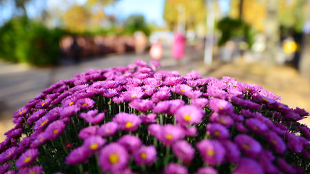 Flowers in the cemetery. Flowers standing on graves. Bunches of purple chrysanthemum flowers.の写真素材