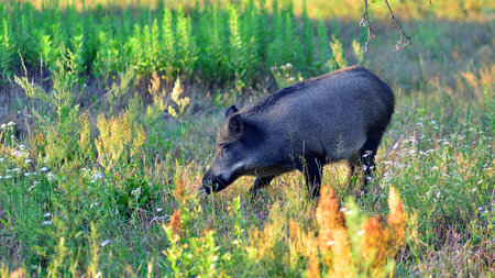 Boar in the wild, in the clearing.の写真素材