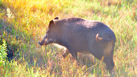 Boar in the wild, in the clearing.