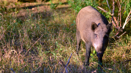 Boar in the wild, in the clearing.