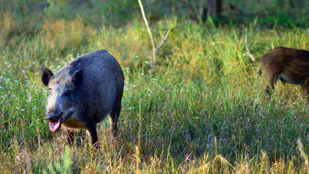 Boar in the wild, in the clearing.の写真素材