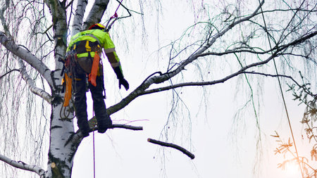 Woodcutter in uniform climbing and working on heights, process of tree trunk pruning and sawing.の写真素材