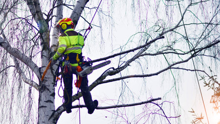 Woodcutter in uniform climbing and working on heights, process of tree trunk pruning and sawing.の写真素材