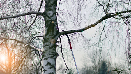 A long garden pole saw to prune a or pruning trees. Cutting branches with telescopic hand saw.の写真素材