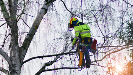 Woodcutter in uniform climbing and working on heights, process of tree trunk pruning and sawing.の写真素材
