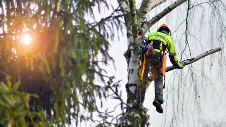 Woodcutter in uniform climbing and working on heights, process of tree trunk pruning and sawing.の写真素材