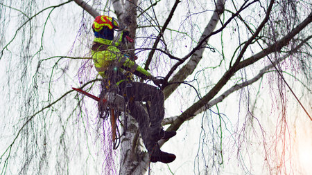 Woodcutter in uniform climbing and working on heights, process of tree trunk pruning and sawing.の写真素材