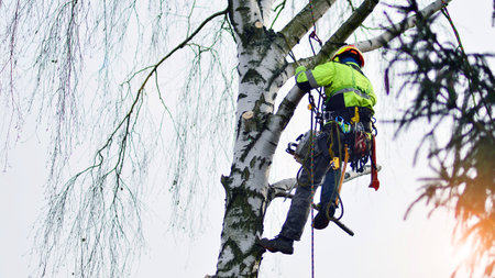 Woodcutter in uniform climbing and working on heights, process of tree trunk pruning and sawing.の写真素材
