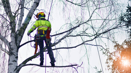 Woodcutter in uniform climbing and working on heights, process of tree trunk pruning and sawing.の写真素材