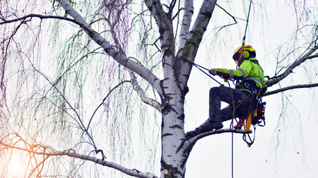 Woodcutter in uniform climbing and working on heights, process of tree trunk pruning and sawing.の写真素材
