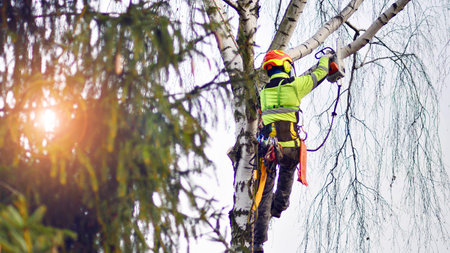 Woodcutter in uniform climbing and working on heights, process of tree trunk pruning and sawing.の写真素材