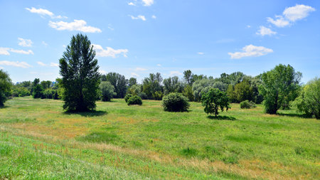 Summer landscape on the grassy bank of the river floodplain among the trees.の写真素材