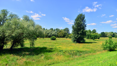 Summer landscape on the grassy bank of the river floodplain among the trees.の写真素材