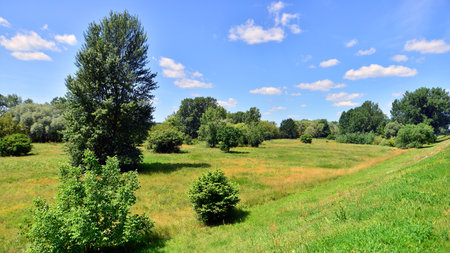 Summer landscape on the grassy bank of the river floodplain among the trees.の写真素材