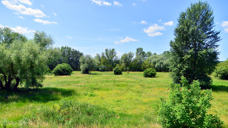 Summer landscape on the grassy bank of the river floodplain among the trees.の写真素材