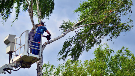 Woodcutter working on heights on a lift. Process of tree trunk pruning and sawing.