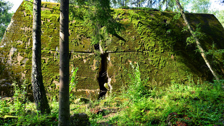 Destroyed WWII bunker ruins found in the forest covered with moss, shrubs, and other flora.の写真素材