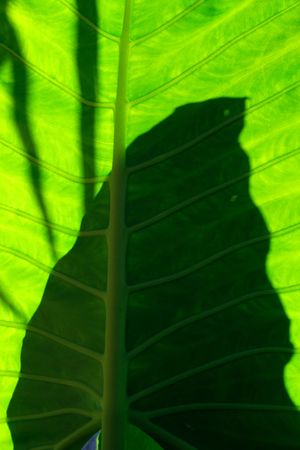 Shadow on backlit leaf, showing the vein structureの写真素材