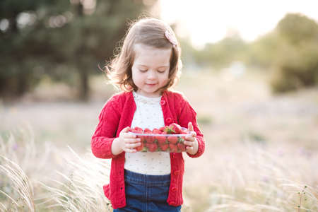 Cute baby girl 2-3 year old holding box of fresh strawberry standing in meadow wearing knitted red sweater closeup outdoors. Selective focus. Childhood. Summer time.の写真素材