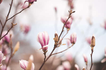 Pink magnolia flowers closeup outdoors. Spring blooming season. Mature background.の写真素材