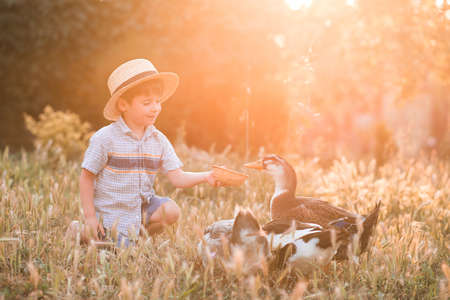Cute child boy 3-4 year old feeding ducks outdoors. Summer season. Childhood.の写真素材