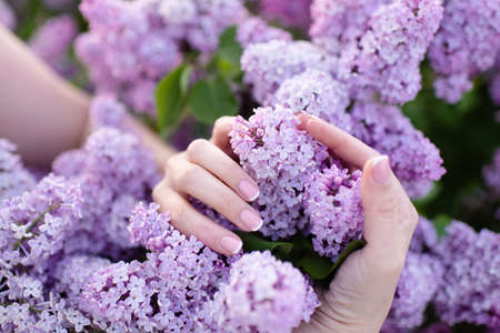 Beautiful woman hands with french manicure over lilac flowers close up. Beauty procedureの写真素材