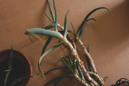 Plant transplant aloe vera lying on craft paper out of pot with sick roots and drainage stonesの写真素材