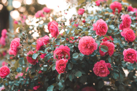 Blooming bushes with pink rose flowers over sunset closeup. Spring season nature background.の写真素材