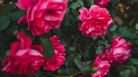 Blooming bushes with pink rose flowers closeup. Spring season nature background.の写真素材