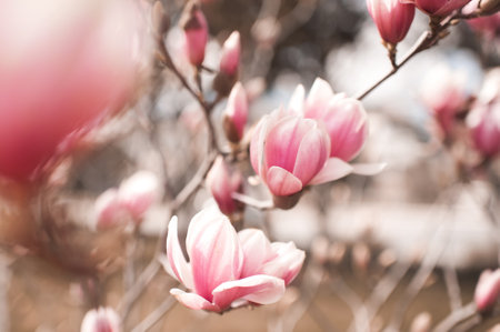 Pink magnolia flowers closeup outdoors. spring bloom season. nature background.の写真素材