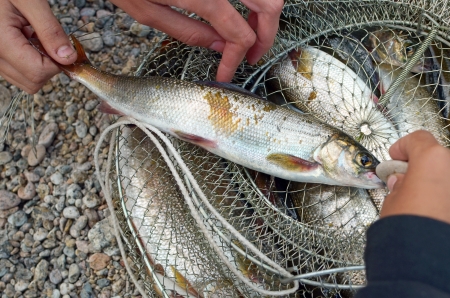 Catch of Baikal grayling